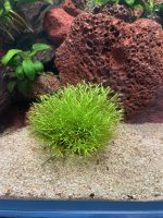 ADA Riccia fluitans - Image 2