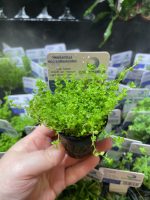 EA Hemianthus microthermoides