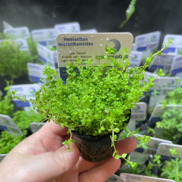 EA Hemianthus microthermoides