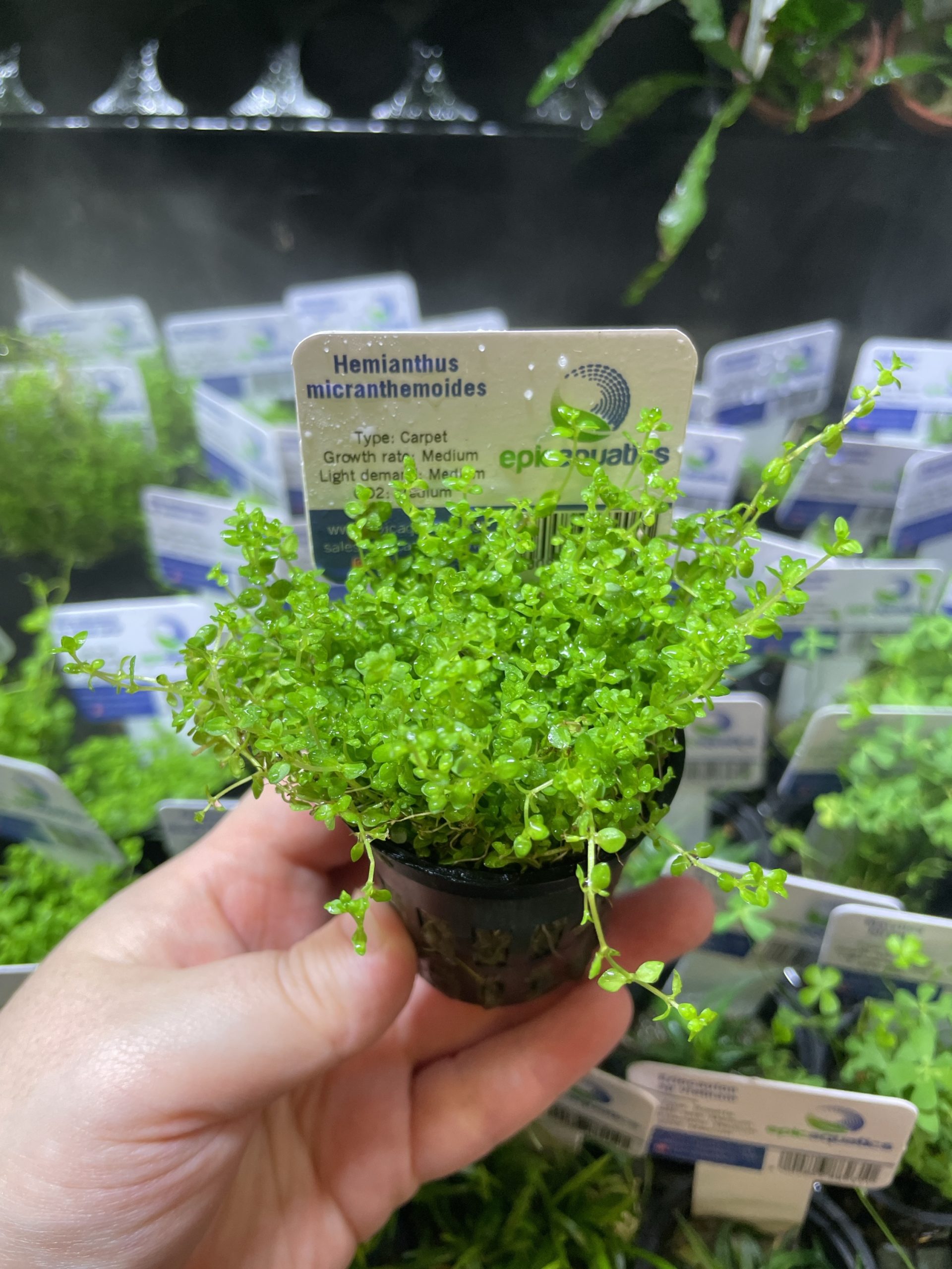 2da080be-1fb5-41cf-b160-1ac7b156e684-13930-000005117a385a8f_file EA Hemianthus microthermoides - Image 1