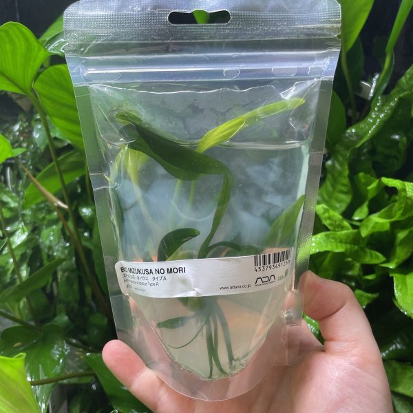 ADA Echinodorus opacus Type A