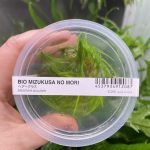 ADA Eleocharis acicularis