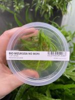 ADA Eleocharis acicularis