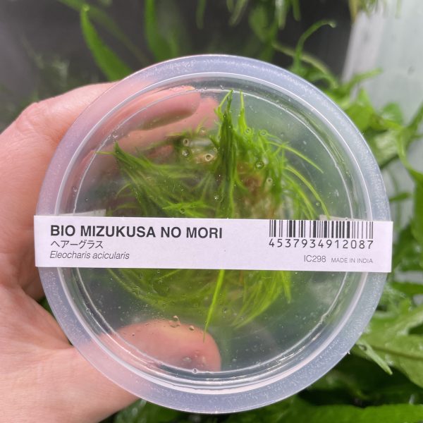 ADA Eleocharis acicularis