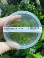 ADA Eleocharis Fluctuans