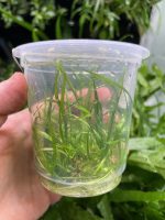 ADA Helanthium tenellum Madeira - Image 2