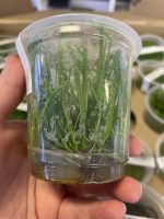 ADA Cyperus helferi - Image 2