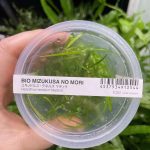 ADA Helanthium tenellum Madeira