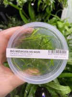 ADA Helanthium tenellum Madeira