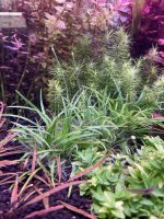EA Eriocaulon sp Vietnam - Image 2
