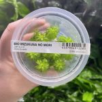 ADA Tonia Fluviatilis