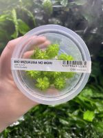 ADA Tonia Fluviatilis