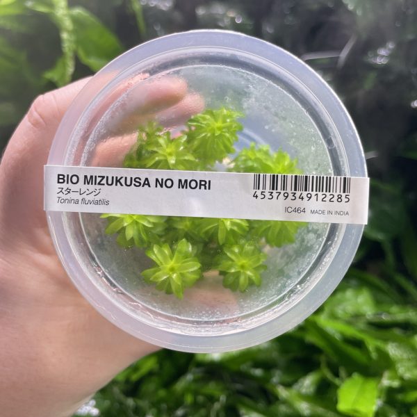 ADA Tonia Fluviatilis