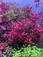 ADA Ludwigia super red - Image 2