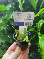 EA Rotala Ceylon