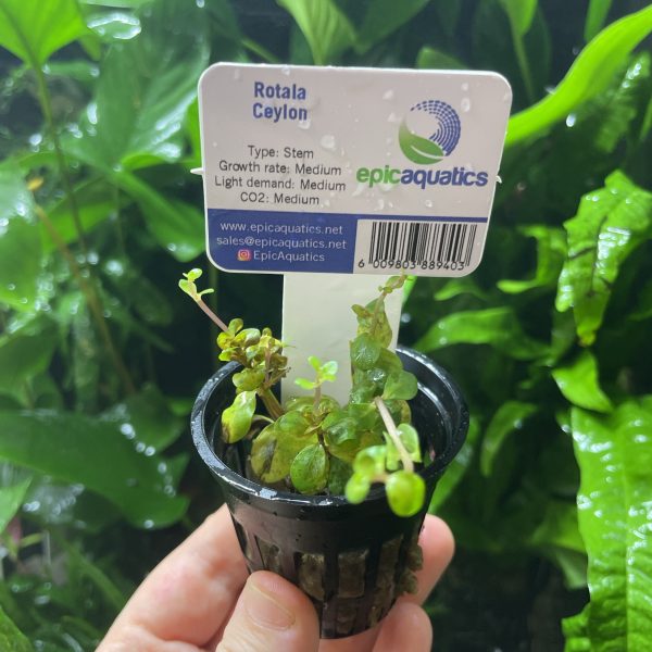 EA Rotala Ceylon