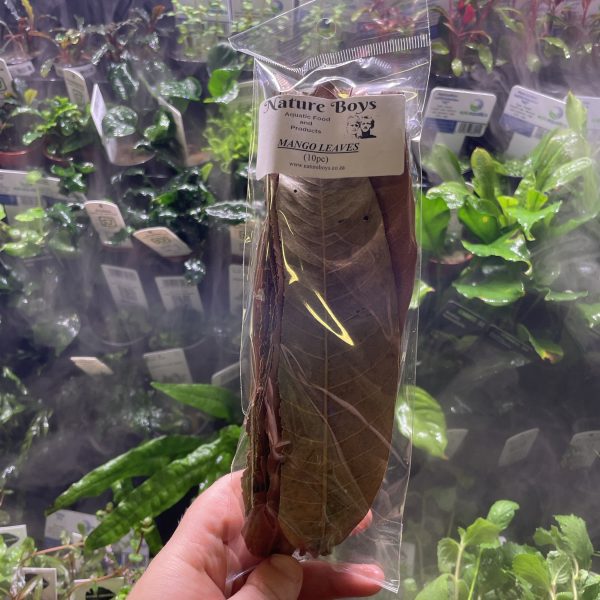 Nature Boys Mango Leaves M