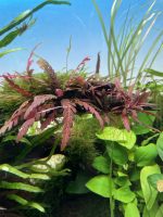 ADA Hygrophila pinnatifida UK - Image 2