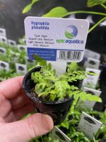 EA Hygrophila Pinatifida