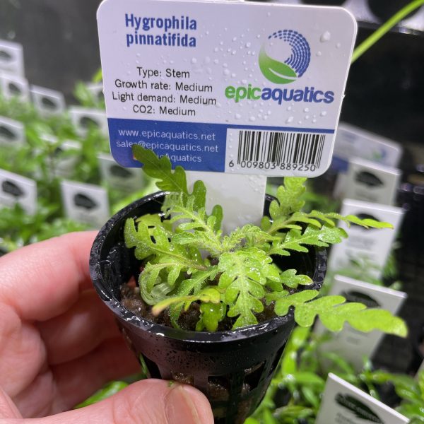 EA Hygrophila Pinatifida