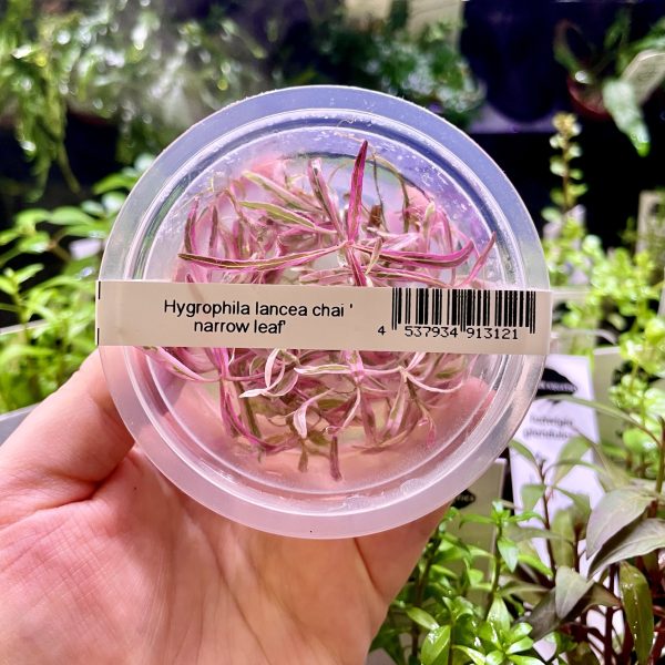 ADA Hygrophila ringens var. Chaii Narrow leaf (Labelled as Hygrophila chaii 'narrow leaf')