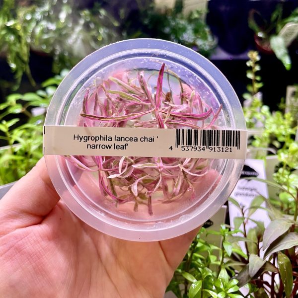 ADA Hygrophila ringens var. Chaii Narrow leaf (Labelled as Hygrophila chaii 'narrow leaf')
