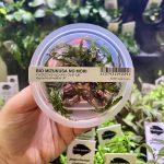 ADA Hygrophila pinnatifida UK