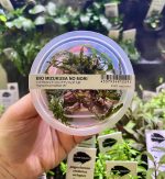 ADA Hygrophila pinnatifida UK