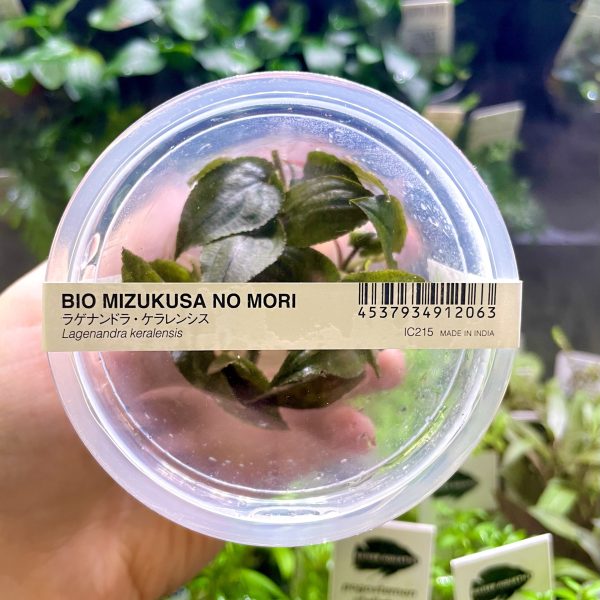 ADA Lagenandra keralensis