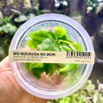 ADA Lagenandra meeboldii 'green'