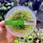 ADA Peperomia emarginella