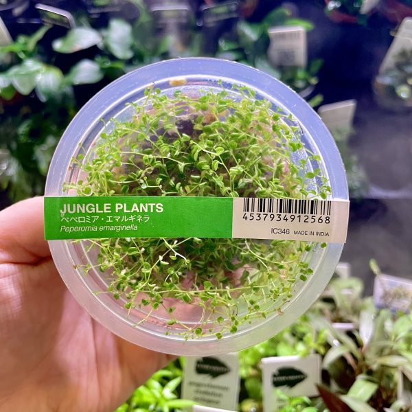 ADA Peperomia emarginella