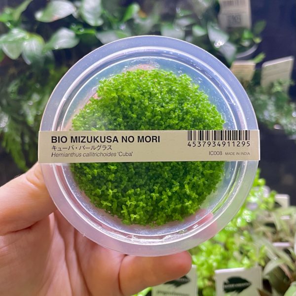 ADA Hemianthus callitrichoides 'Cuba'