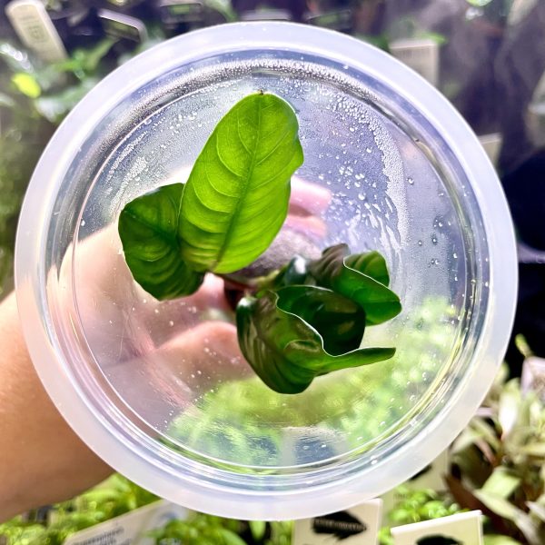 ADA Anubias barteri var Coffeefolia