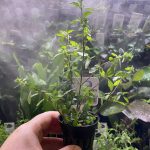 EA Hygrophila Pinatifida