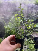 EA Hygrophila Pinatifida