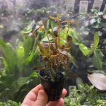 EA Ludwigia glandulosa