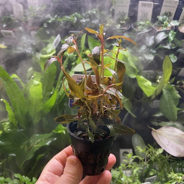 EA Ludwigia glandulosa