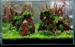 EA Micranthemum sp Monte Carlo - Image 2