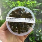 ADA Cryptocoryne wendtii 'Tropica'