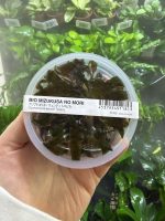 ADA Cryptocoryne wendtii 'Tropica'