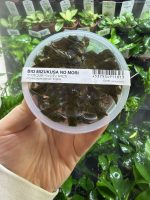 ADA Cryptocoryne wendtii 'Tropica' - Image 3