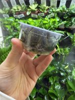 ADA Cryptocoryne wendtii 'Tropica' - Image 2