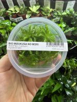 ADA Pogostemon helferi - Image 3