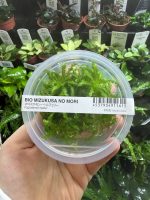 ADA Pogostemon helferi