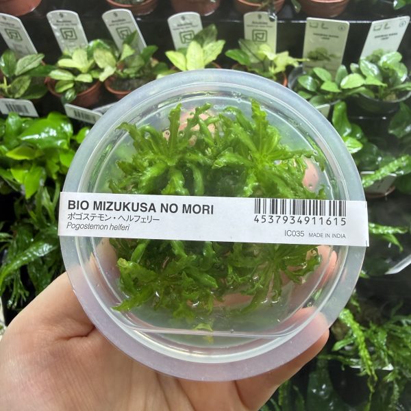 ADA Pogostemon helferi