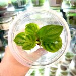 ADA Lagenandra meeboldii watermelon