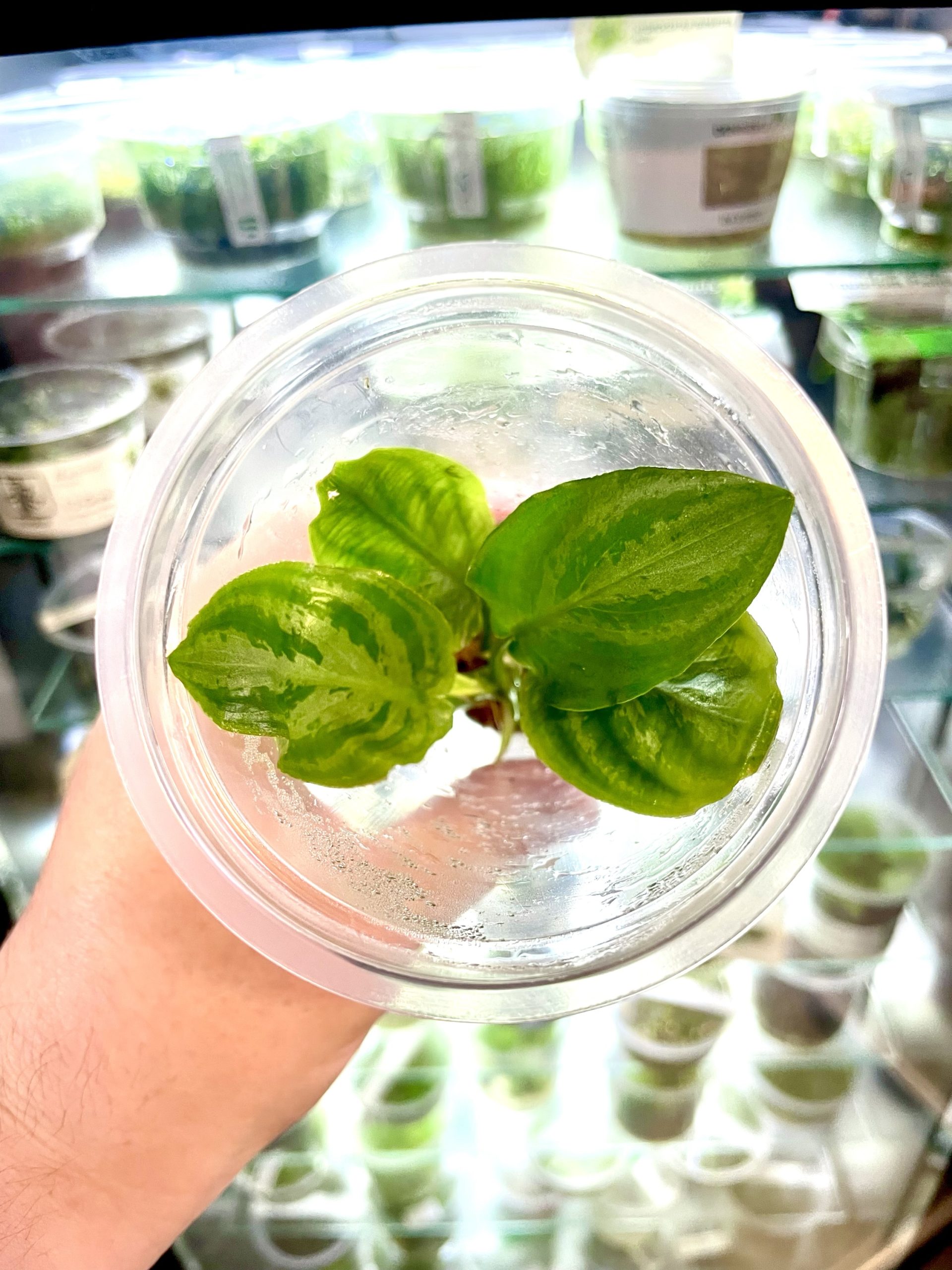 img_1682-2 ADA Lagenandra meeboldii watermelon - Image 1