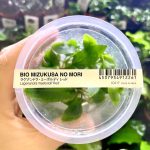 ADA Lagenandra meeboldii 'red'