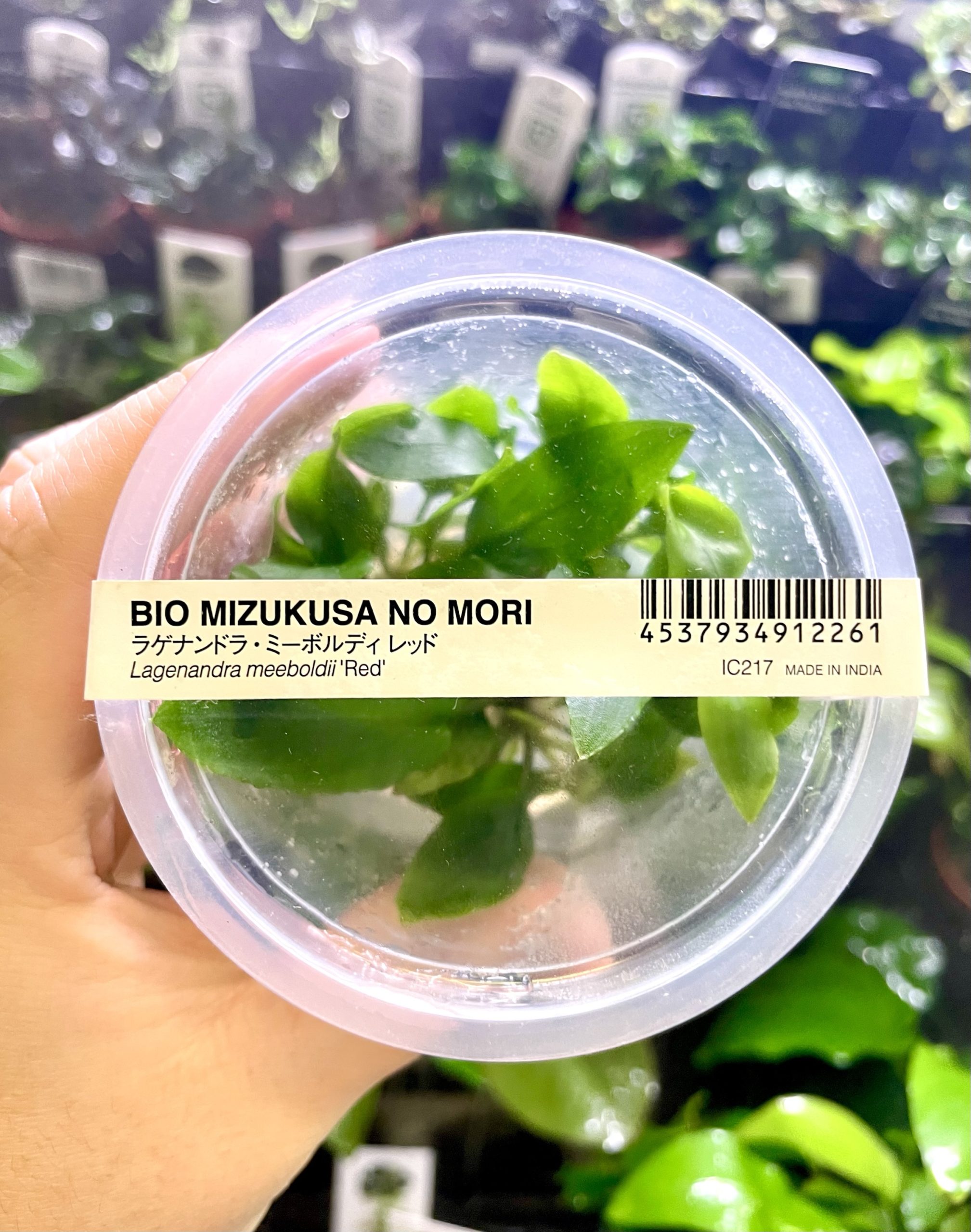 img_1685-3 ADA Lagenandra meeboldii 'red' - Image 1